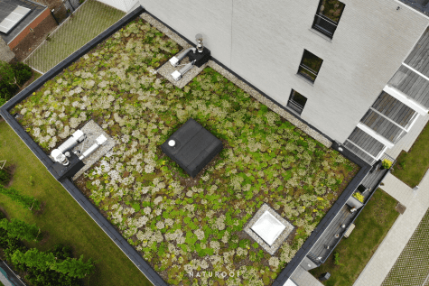 Sedumdak, extensief groendak