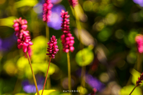 daktuin Naturoof Brussel