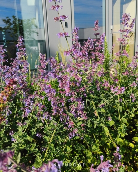 daktuin Naturoof te Waregem