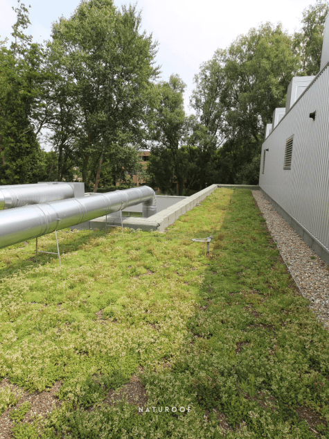 extensief groendak KTA in brugge