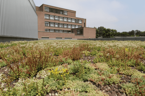 extensief groendak naturoof