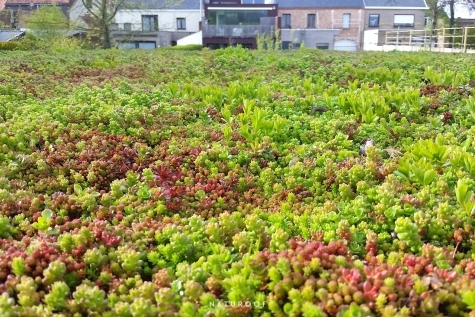 extensief groendak naturoof in anzegem