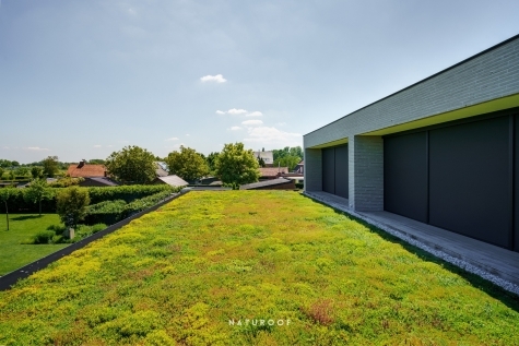 extensief groendak in oekene