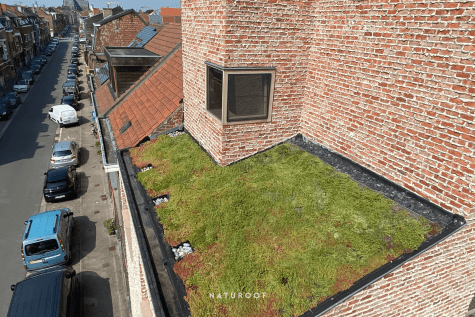 hellend groendak naturoof in gent