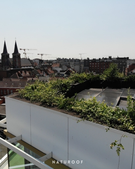 plantenbakken en gevelgroen Palazz'eau regio Kuurne