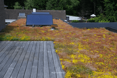 solar groendak in ruddervoorde