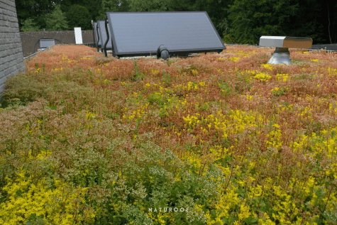 solar groendak in oostkamp